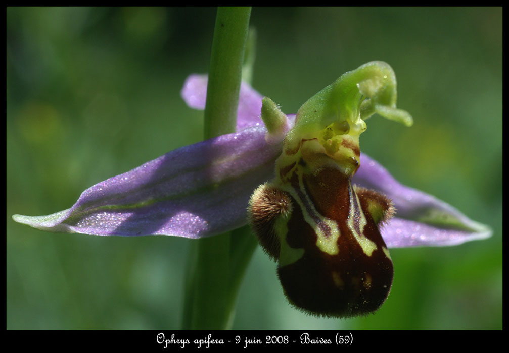 Ophrys apifera
