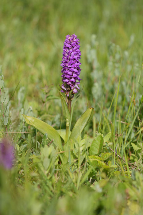 Dactylorhiza praetermissa Bray-Dunes 120611 (5)