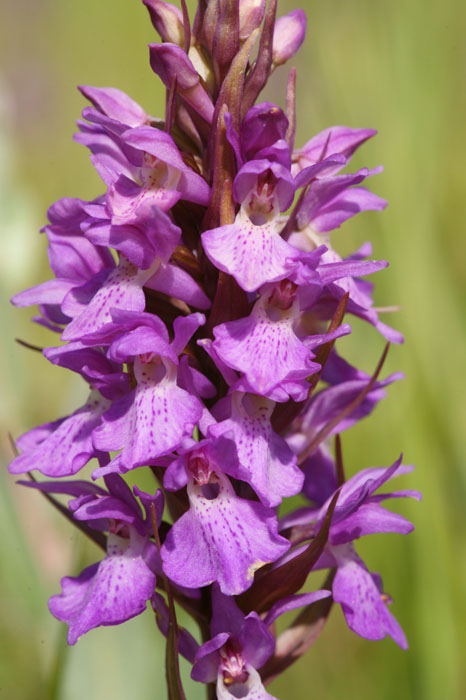 Dactylorhiza praetermissa Bray-Dunes 120611 (8)