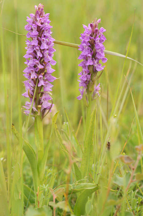 Dactylorhiza praetermissa Bray-Dunes 120611 (84)
