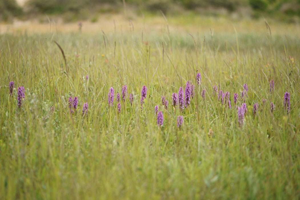Dactylorhiza praetermissa Bray-Dunes 120611 (86)