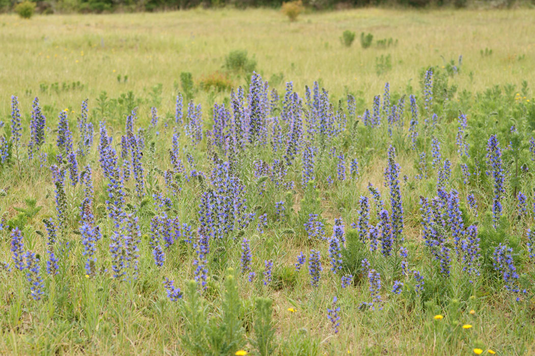Echium vulgare Bray-Dunes 120611 (119)
