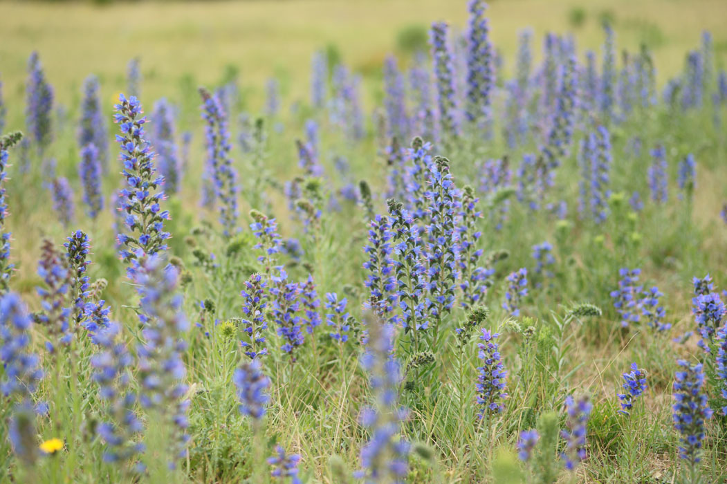 Echium vulgare Bray-Dunes 120611 (120)