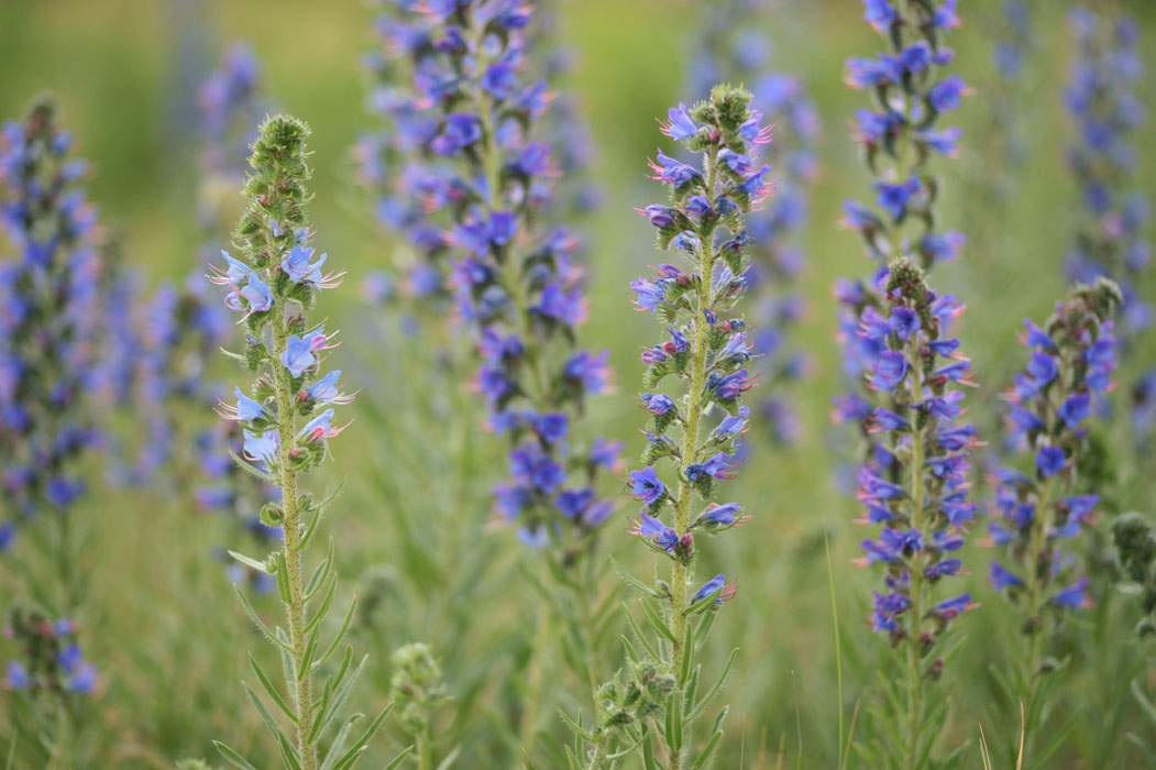 Echium vulgare Bray-Dunes 120611 (121)