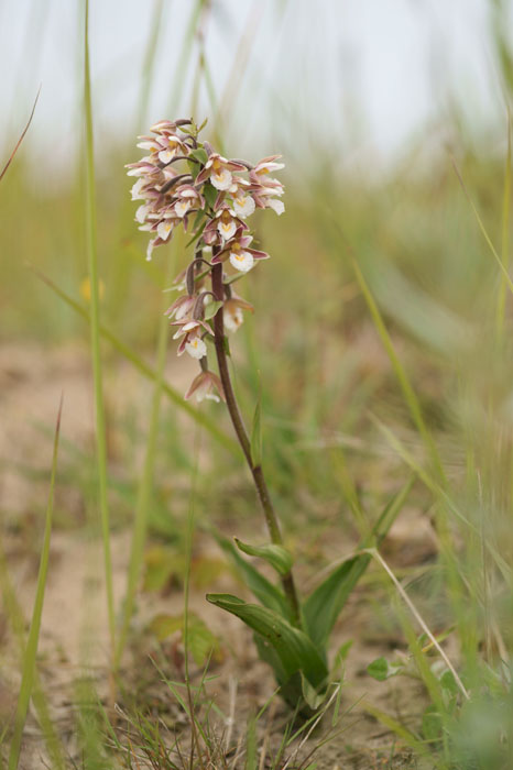 Epipactis palustris Bray-Dunes 120611 (100)