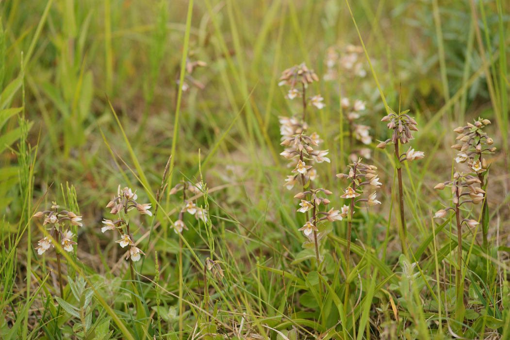 Epipactis palustris Bray-Dunes 120611 (101)