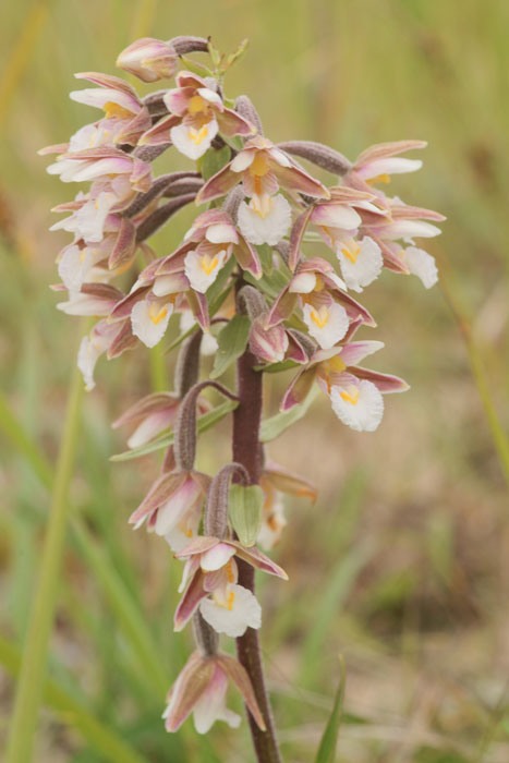 Epipactis palustris Bray-Dunes 120611 (102)