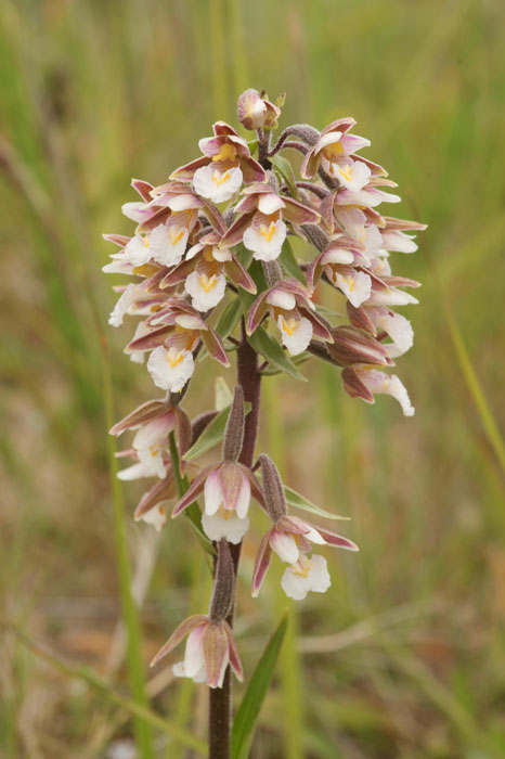 Epipactis palustris Bray-Dunes 120611 (103)