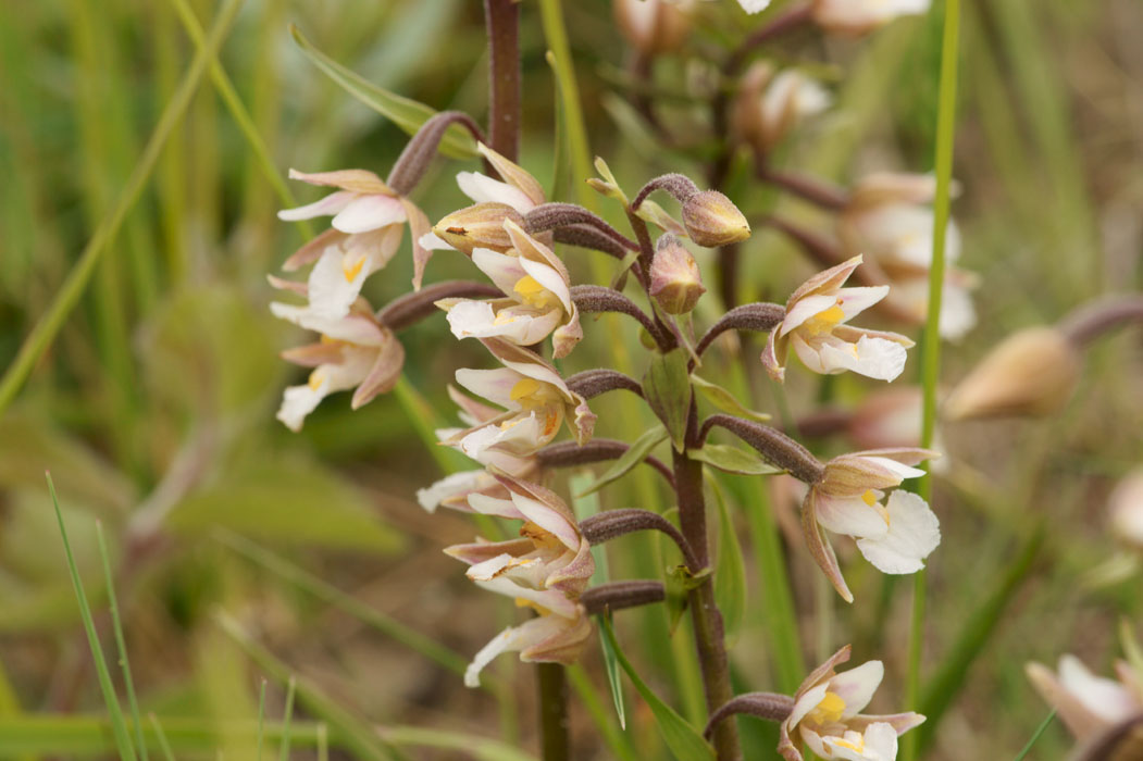 Epipactis palustris Bray-Dunes 120611 (104)