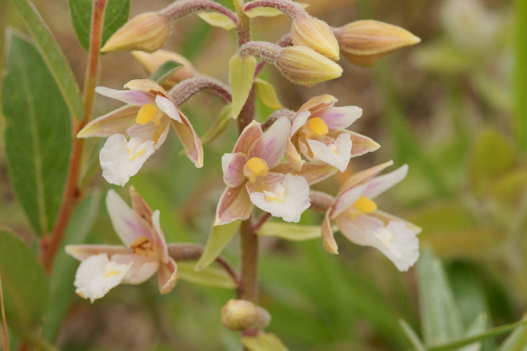 Epipactis palustris Bray-Dunes 120611 (105)