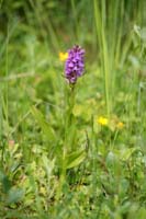 Dactylorhiza praetermissa Bray-Dunes 120611 (37)