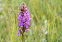 Dactylorhiza praetermissa Bray-Dunes 120611 (41)
