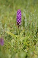 Dactylorhiza praetermissa Bray-Dunes 120611 (5)