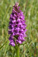 Dactylorhiza praetermissa Bray-Dunes 120611 (6)