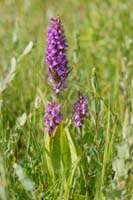 Dactylorhiza praetermissa Bray-Dunes 120611 (7)