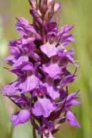 Dactylorhiza praetermissa Bray-Dunes 120611 (8)