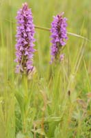 Dactylorhiza praetermissa Bray-Dunes 120611 (84)