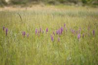 Dactylorhiza praetermissa Bray-Dunes 120611 (86)