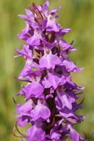 Dactylorhiza praetermissa Bray-Dunes 120611 (9)