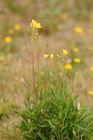 Diplotaxis tenuifolia Bray-Dunes 120611 (126)