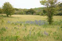 Echium vulgare Bray-Dunes 120611 (118)
