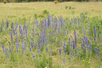 Echium vulgare Bray-Dunes 120611 (119)