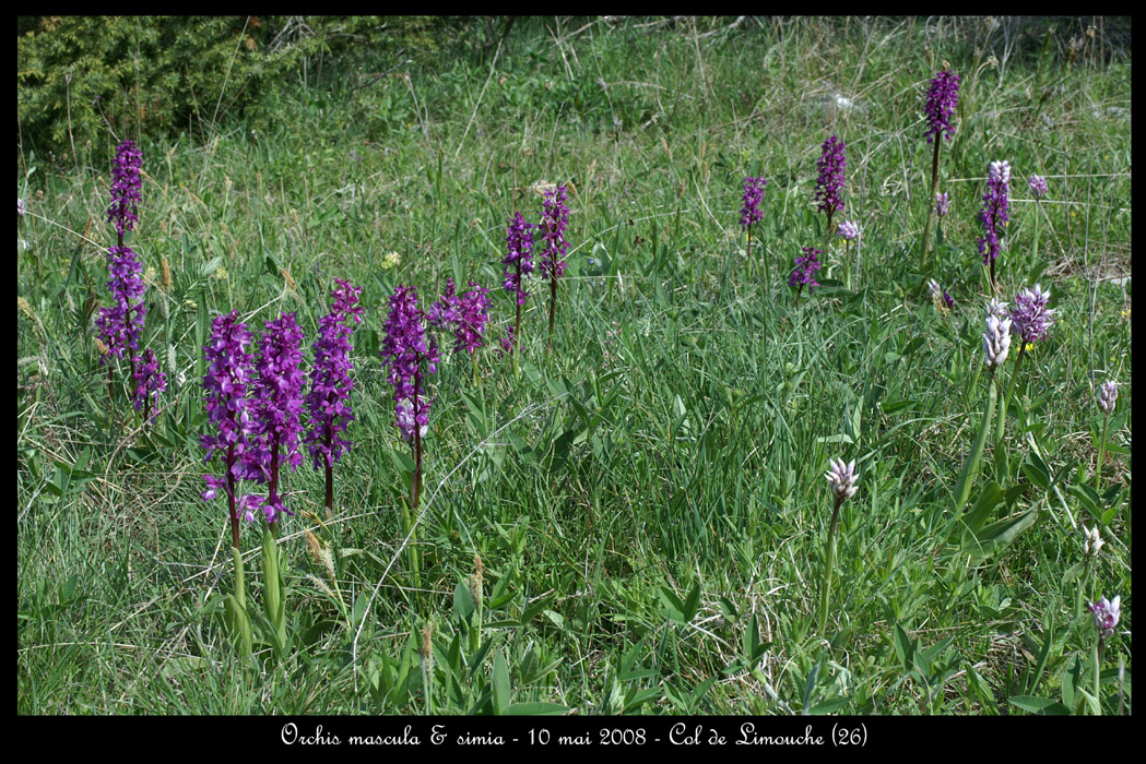 Orchis mascula & simia