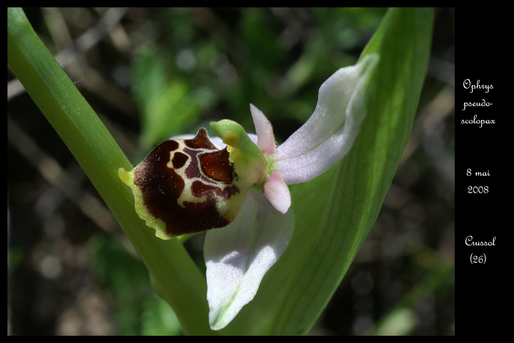 Ophrys pseudoscolopax2