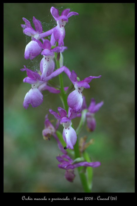 Orchis mascula x provincialis2