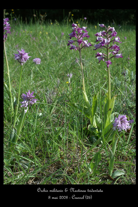Orchis militaris & Neotinea tridentata