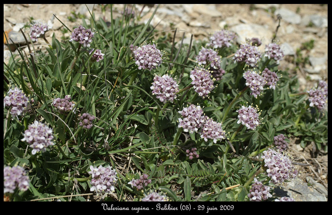 Valeriana-supina