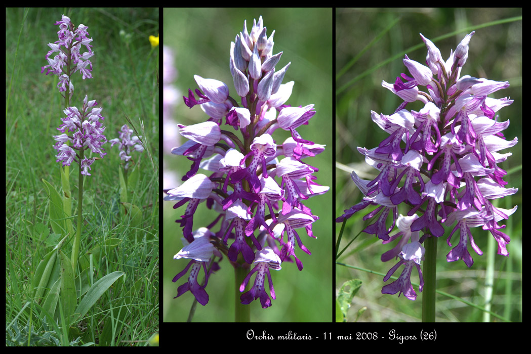 Orchis militaris3