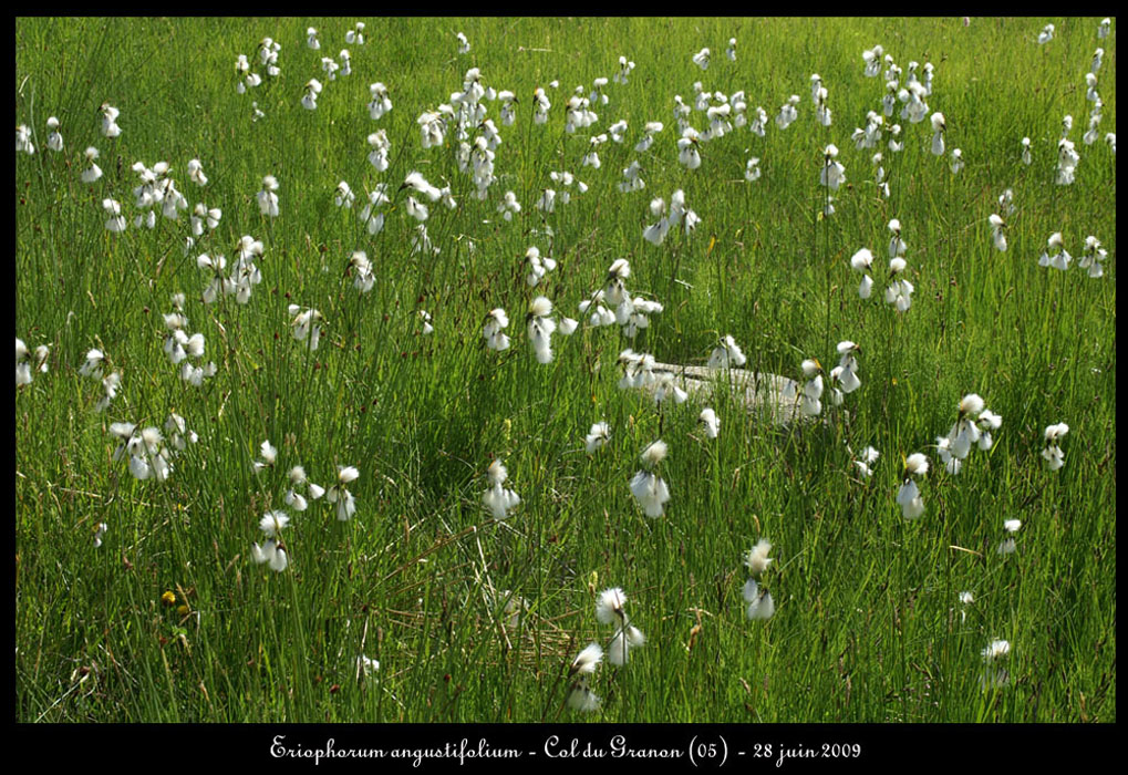 Eriophorum-angustifolium