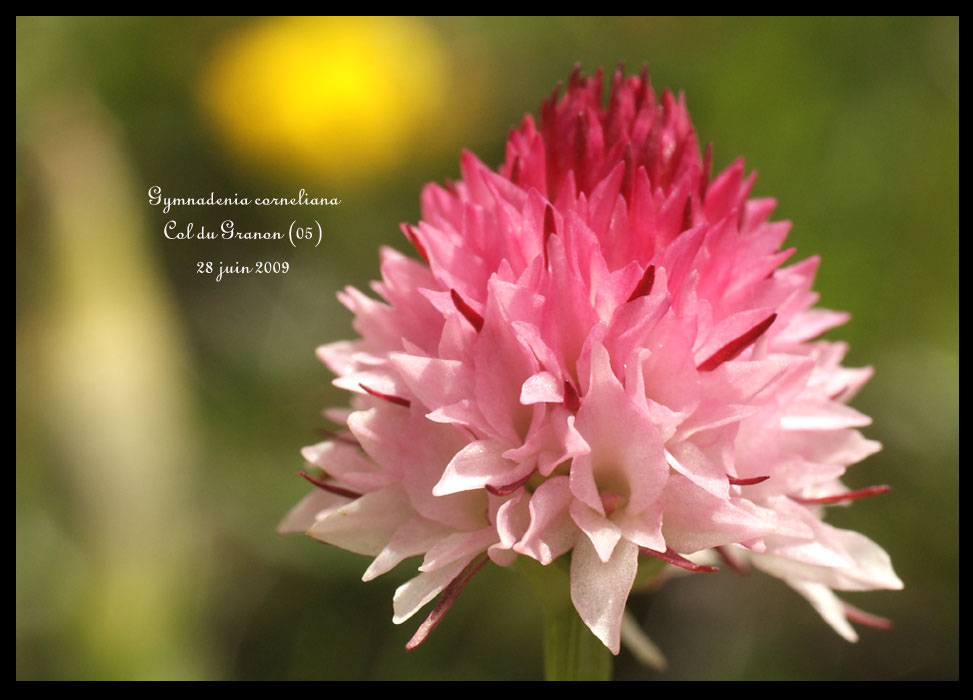 G-corneliana4