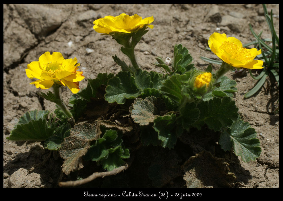 Geum-reptans
