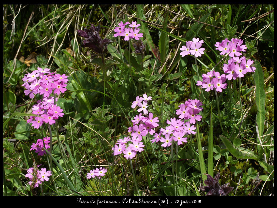 Primula-farinosa