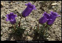 Campanula-alpestris