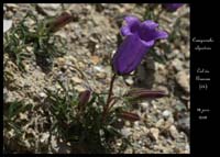 Campanula-alpestris2