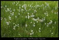 Eriophorum-angustifolium