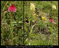 G-corneliana-&-D-sambucina