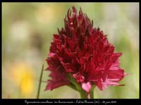 G-corneliana-v-bourneriasii