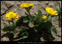 Geum-reptans