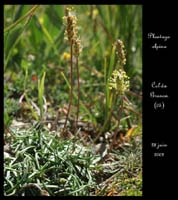 Plantago-alpina
