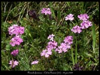 Primula-farinosa