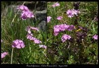 Primula-farinosa2