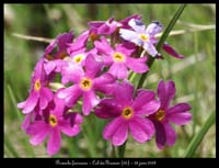 Primula-farinosa3
