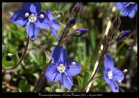 Veronica-fruticans