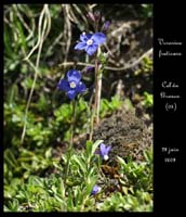 Veronica-fruticans2