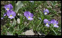 Viola-calcarata2