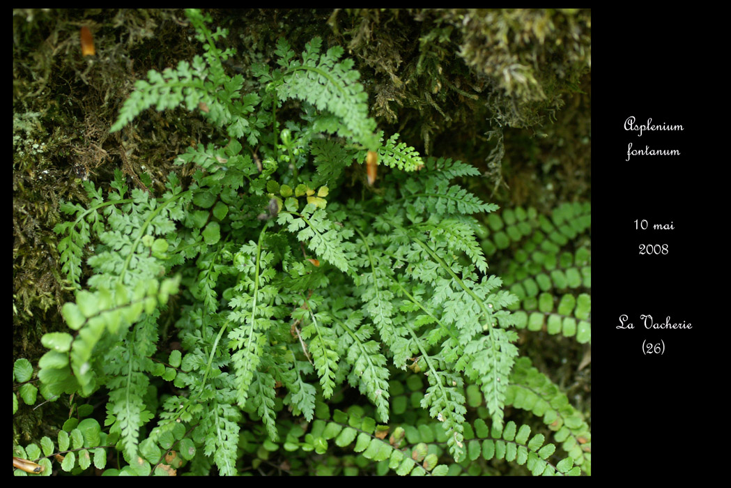 Asplenium fontanum